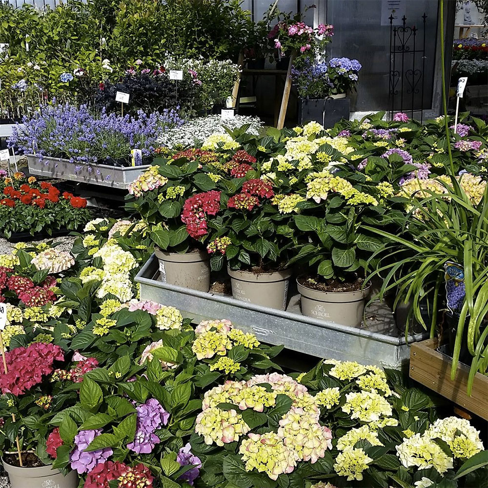 Kalnes Hagesenter * Sarpsborg, Grålum - Store fine hortensia