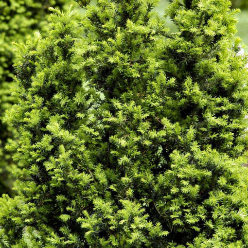 Kalnes Hagesenter * Vintergrønne hekker - Taxus Media Hicksii