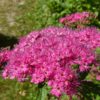 Kalnes Hagesenter*Blomstrende hekker Spirea-japonica Frobelli-Japanspirea