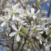 Kalnes Hagesenter * Blomstrende hekker - Amalanchier Spicata (Søtmispel)