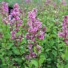 Kalnes Hagesenter*Prydbusker-Syringa-Boomerang-Pink-Perfume-Dvergsyrin