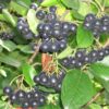Kalnes Hagesenter * Klipte hekker - Aronia Melanocarpa / Svartsurbær