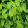 Kalnes Hagesenter * Klipte hekker - Carpinus Betulus / Agnbøk