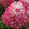 Kalnes*Hagesenter-Prydbusker-Hydrangea Diamant Rouge-Syrinhortensia