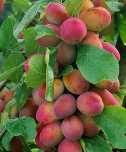 Kalnes Hagesenter * Frukt og bær - Plomme Victoria