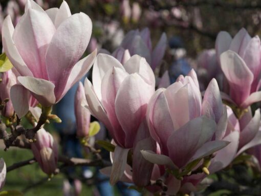 Kalnes Hagesenter * Prydbusker - Magnolia soulangeana - Praktmagnolia