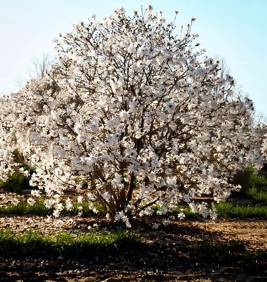 Magnolia stellata Royal Stjernemagnolia - Kalnes