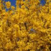 Kalnes Hagesenter * Prydbusker - Forsythia intermedia - Gullbusk