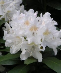 Kalnes Hagesenter * Hageplanter - Rhododendron Cunningham White