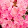 Kalnes Hagesenter * Hageplanter - Rhododendron Kalinka