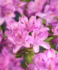 Kalnes - Hagesenter * Hageplanter - Rhododendron Roseum Elegans