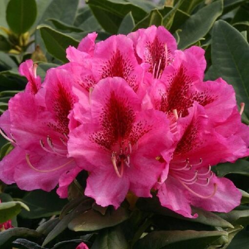 Kalnes - Hagesenter * Hageplanter - Rhododendron Cosmopolitan