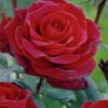 Kalnes Hagesenter * Stilkrose - Roser Barkarole