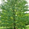 Kalnes Hagesenter * Trær - Cercidiphyllum Japonicum - Hjetretre