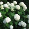 Kalnes Hagesenter * Prydbusker -Hydrangea arborescens Annabelle - Vierhortensia