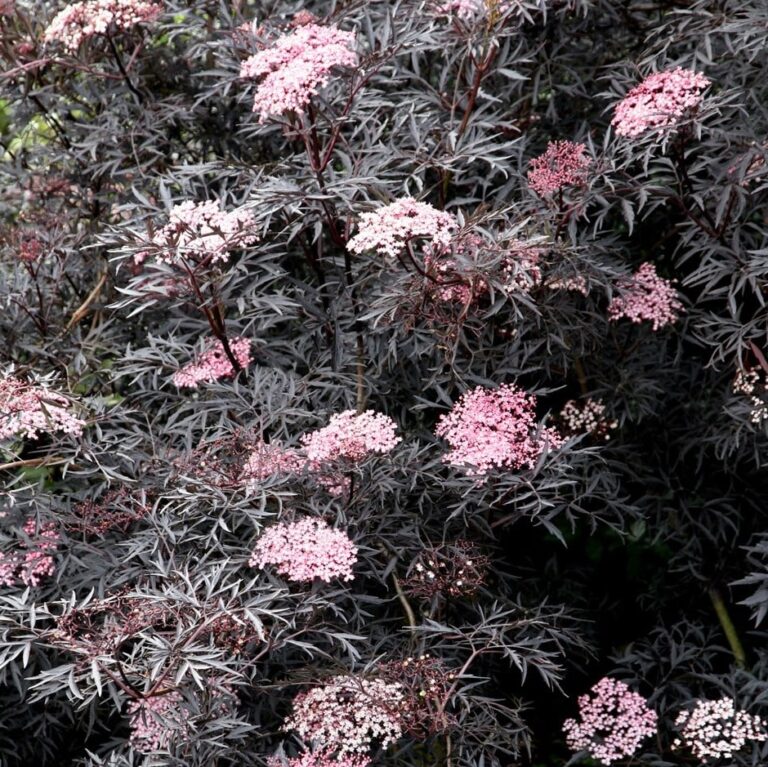 sambucus-nigra-black-lace-svarthyll-kalnes-hagesenter