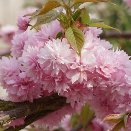 Kalnes Hagesenter * Trær - Kiku Shidare - Hengende Japansk Prydkirsebær