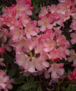 Kalnes Hagesenter * Hageplanter - Rhododendron Percy Wiseman