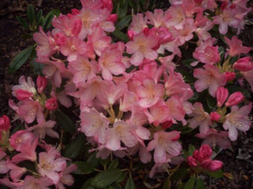 Kalnes Hagesenter * Hageplanter - Rhododendron Percy Wiseman