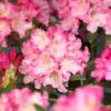 Kalnes Hagesenter * Hageplanter - Rhododendron Polaris