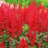 Kalnes Hagesenter * Stauder - Astilbe Etna - Arendspir