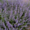 Kalnes Hagesenter * Stauder - Nepeta faasenii - kattemynte