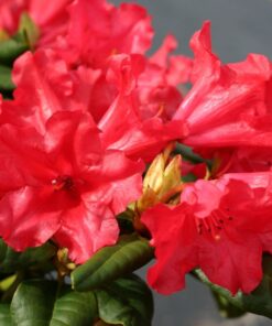 Kalnes Hagesenter * Hageplanter - Rhododendron Scarlet Wonder