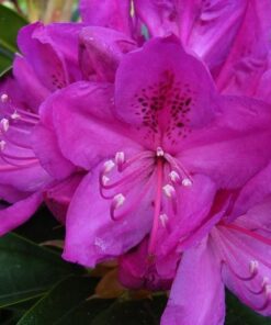 Kalnes Hagesenter * Hageplanter - Rhododendron Anna Krusche