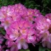Kalnes Hagesenter * Hageplanter - Rhododendron Eucharitis