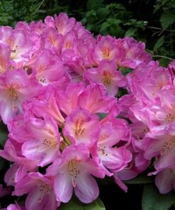 Kalnes Hagesenter * Hageplanter - Rhododendron Eucharitis