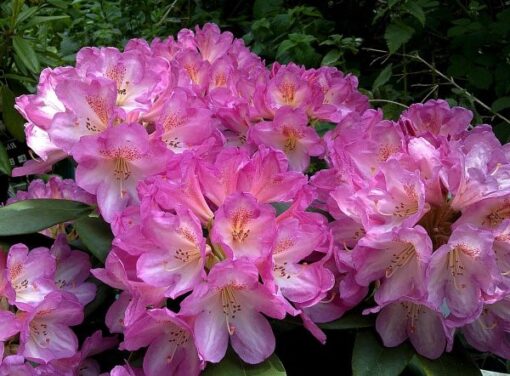 Kalnes Hagesenter * Hageplanter - Rhododendron Eucharitis