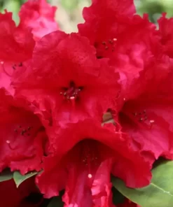 Kalnes Hagesenter * Hageplanter - Rhododendron Red Jack
