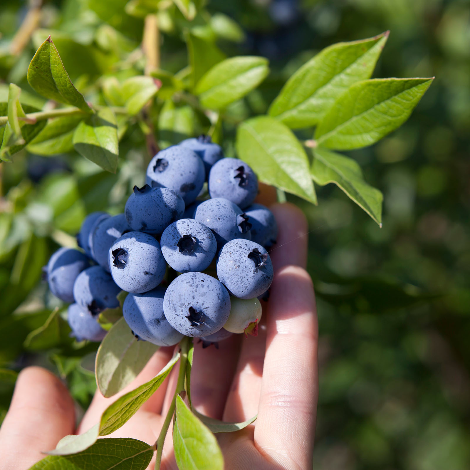 Kalnes Hagesenter * Amerikanske blåbær – Vaccinium Blue Crop