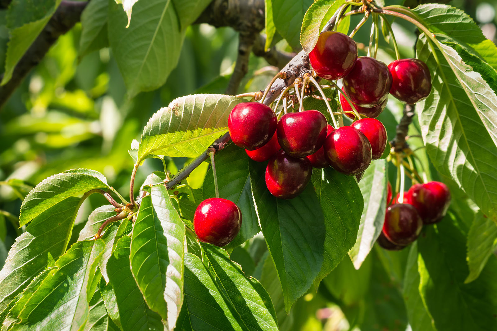 Kalnes Hagesenter * Søtkirsebær / moreller – Prunus Stella