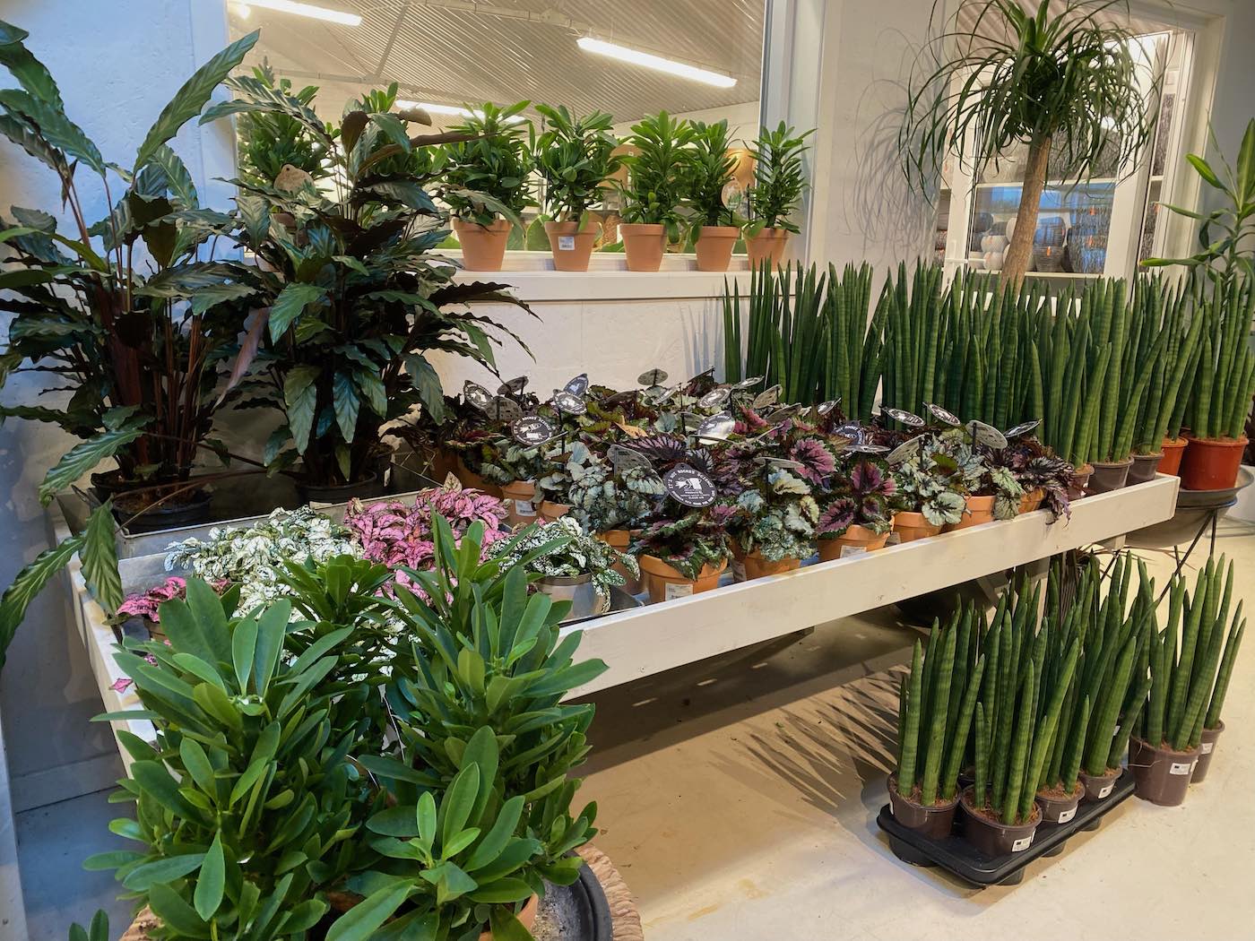 kalnes-hagesenter-inneplanter-0