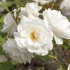 Kalnes * Hagesenter - Klaserose - Roser - Schneewittchen