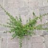 Cotoneaster dammeri `Coral Beauty`