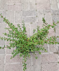 Cotoneaster dammeri `Coral Beauty`