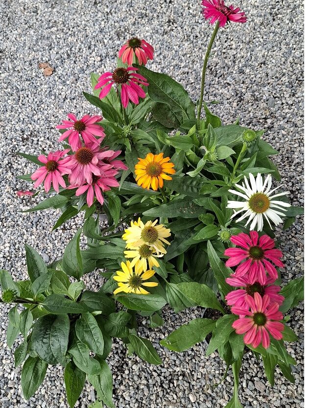 echinacea purpurea i sorter