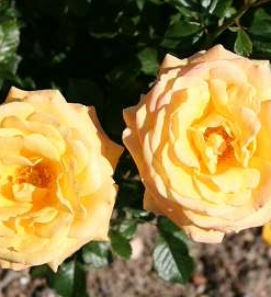 Klaserose Amber Flush