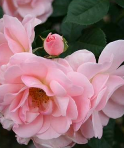 Klaserose Astrid Lindgren