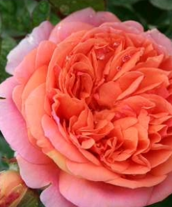 Stilkrose Chippendale