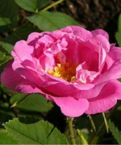 Buskrose Hurdalsrose