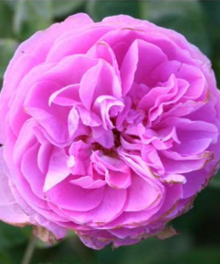 Buskrose Louise Odier