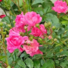 Bunndekkerose Pink Fairy