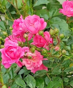 Bunndekkerose Pink Fairy