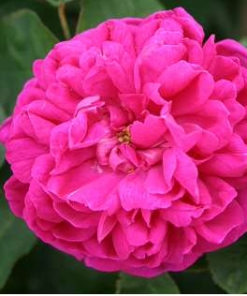 Buskrose Rose de Rescht