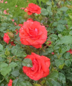 Klaserose Søren Kanne